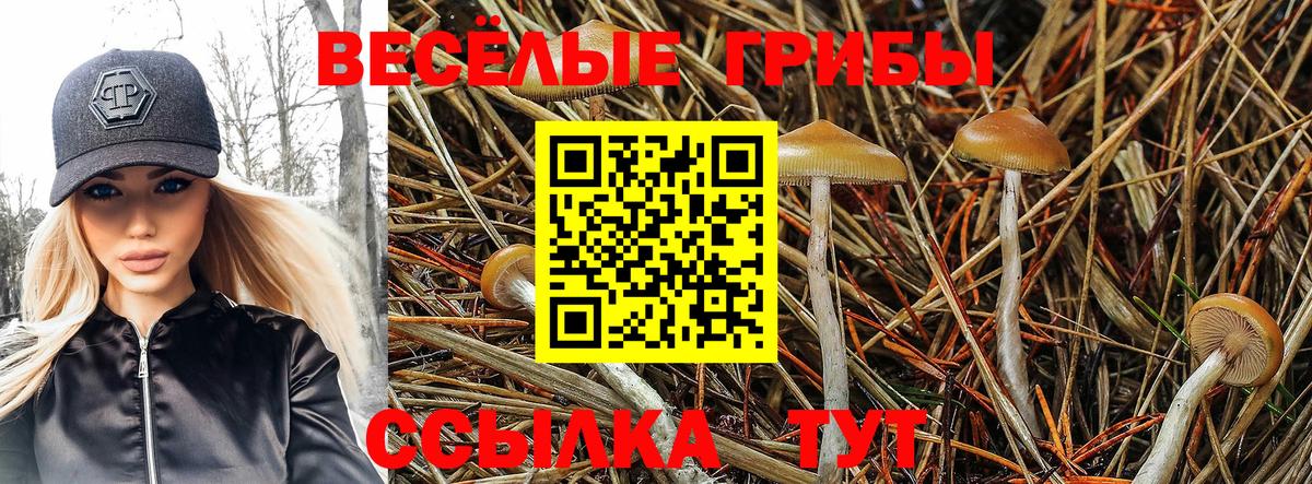 Псилоцибиновые грибы Psilocybine cubensis Ликино-Дулёво